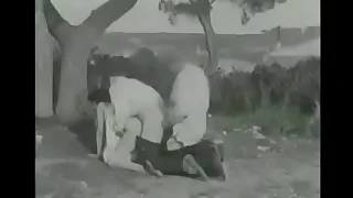 1955 bi sexual porn videos